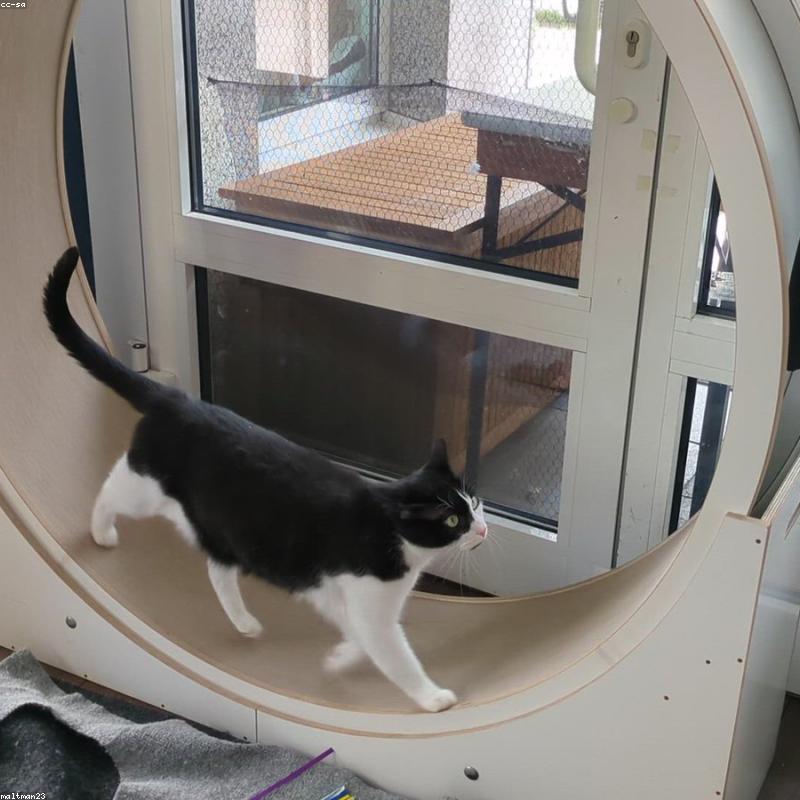 Alimento gato esterilizado 7,5 kg