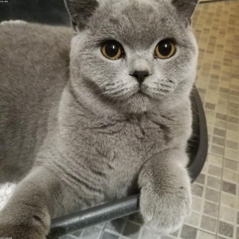 Arena aglutinante para gato 10 kg